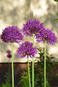 Close-up of purple flowering plants on field