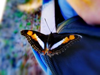 Close-up of butterfly perching