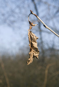 Close-up of dried plant