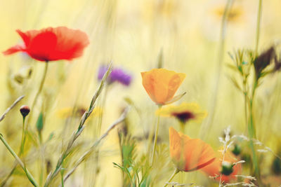 Close-up of flowering plants on field