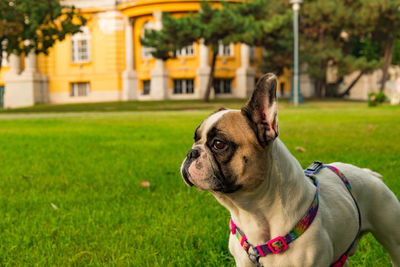 Close-up portrait of french bull dog looking away