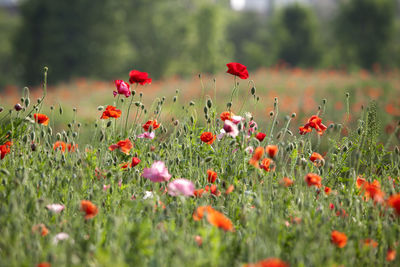 Red poppy flower blooming in field