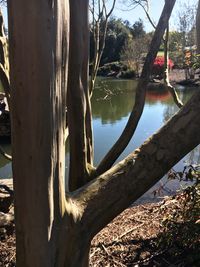 Trees by lake against sky