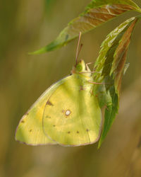 Close-up of butterfly on plant