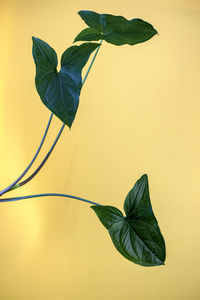 Close-up of green stems on yellow background
