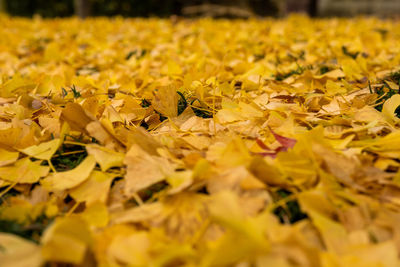 Close-up of yellow flowering plant leaves during autumn