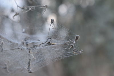 Close-up of insect on spider web