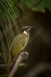 Close-up of bird perching on plant