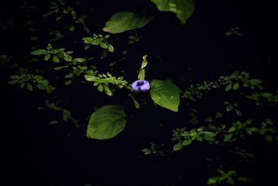 Close-up of purple flowering plant