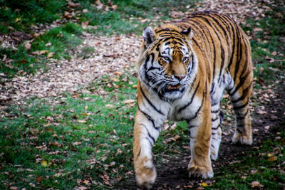 Close-up portrait of tiger