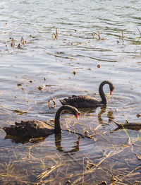 Swans swimming in lake