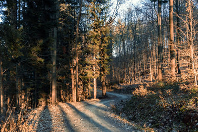 Empty gravel road through forest with bare trees