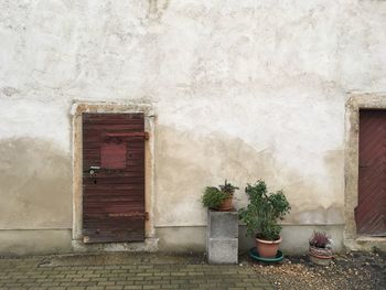 Potted plants on wall of building