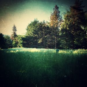 Trees growing on field