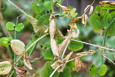 Close-up of flowering plants on tree