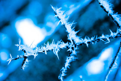Close-up of frosted plant