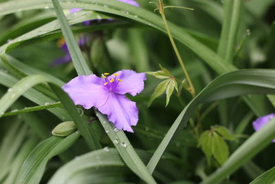 Close-up of purple flowers blooming outdoors