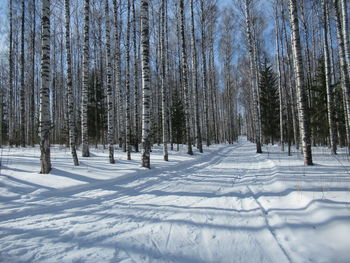 Trees on snow covered land