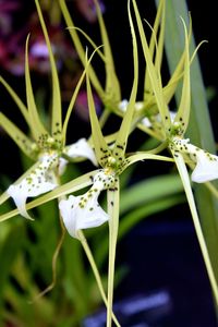 Close-up of flowers