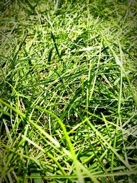 High angle view of grass growing in field