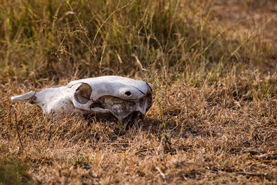 View of animal skull on field