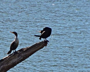 Bird perching in water