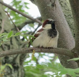 Low angle view of bird perching on tree