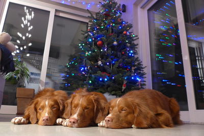 Dogs relaxing on christmas tree