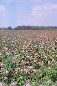 Pink flowering plants on field against sky