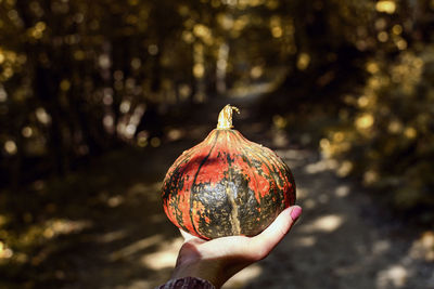 Person holding pumpkin, woods, autumn, fall.