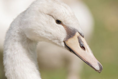 Close-up of white swan