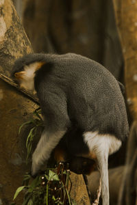Close-up of cat sleeping on branch