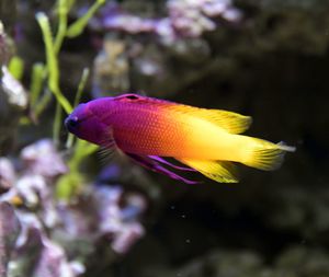 Close-up of fish underwater