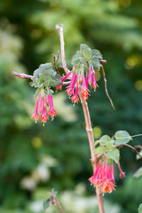 Close-up of pink flowering plant