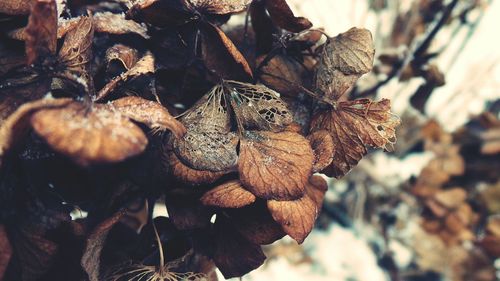 Close up of leaves