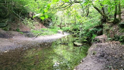 Stream in forest