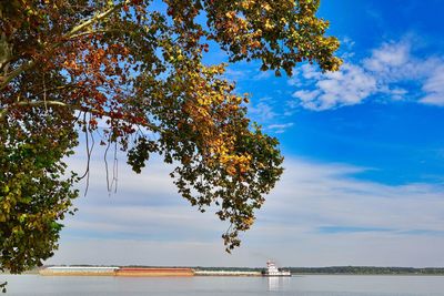 Tree by lake against sky