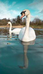 Swan swimming in lake