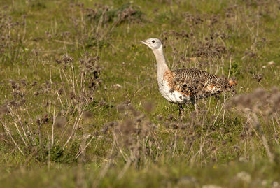 Portrait of a bird on field