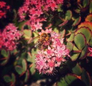 Close-up of insect on pink flowers