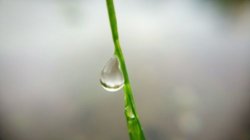 Close-up of water drop on plant