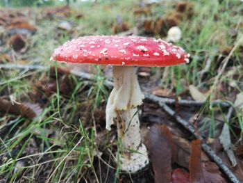 Close-up of fly agaric mushroom on field