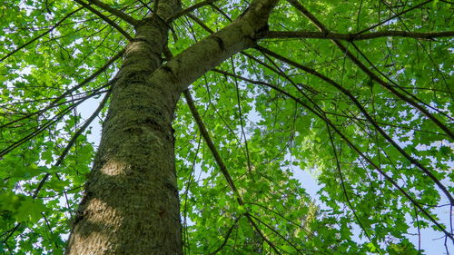 Low angle view of trees in forest against sky
