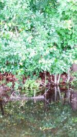 Close-up of plants