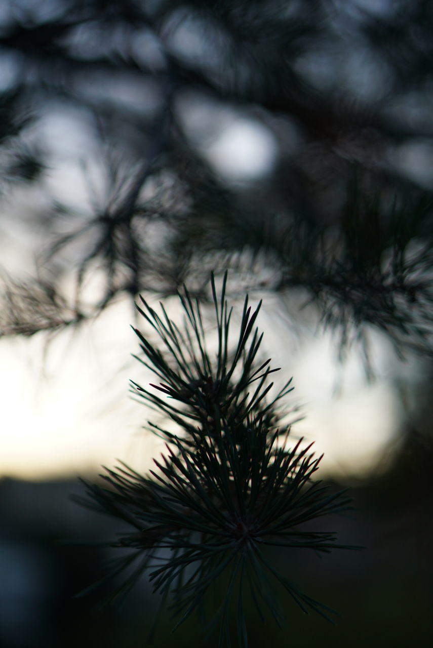 selective focus, plant, close-up, no people, growth, beauty in nature, nature, tree, tranquility, day, outdoors, focus on foreground, silhouette, sky, branch, freshness, sunset, fragility, vulnerability, defocused, coniferous tree