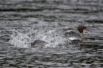 View of ducks swimming in lake