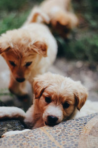Close-up portrait of a dog