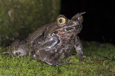 Close-up of frog on field