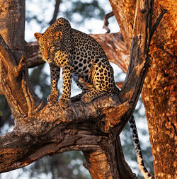 Close-up of a cat on tree trunk