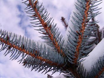 Close-up of pine tree during winter